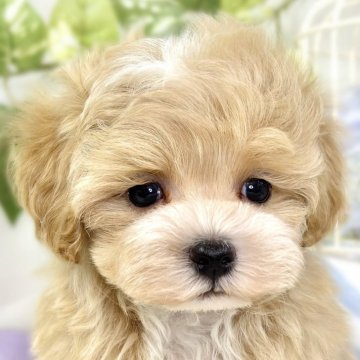 マルプー(トイプードル×マルチーズ)【滋賀県・男の子・2025年10月9日・アプリコット&ホワイト】の写真「明るくご機嫌なマルプーくん🐶✨」