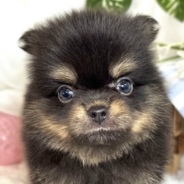 ポメチワ(ポメラニアン×チワワ)【滋賀県・男の子・2025年7月3日・ブラック&タン】の写真「クリクリおめめがキュートな男の子🐣💖」