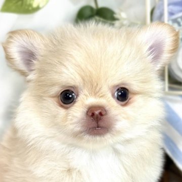 ポメチワ(ポメラニアン×チワワ)【滋賀県・男の子・2025年4月12日・クリーム】の写真「小柄でキュートなおっとりさん🐶🌷」