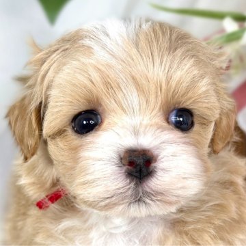 マルプー(ティーカッププードル×マルチーズ)【滋賀県・男の子・2025年9月19日・アプリコット&ホワイト】の写真「クリクリおめめのキュートな男の子🚗✨」