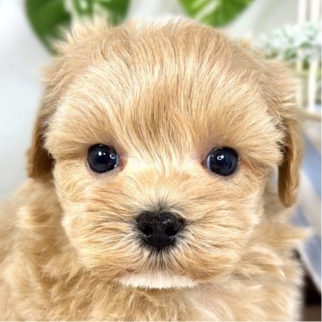 マルプー(ティーカッププードル×マルチーズ)【滋賀県・男の子・2025年9月19日・アプリコット&ホワイト】の写真「のんびりマイペースなマルプーくん🚗✨」