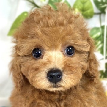 トイプードル(トイ)【滋賀県・女の子・2025年6月12日・レッドフォーン】の写真「恥ずかしがり屋のおっとりちゃん🍀🐣」