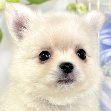 ポメチワ(ポメラニアン×チワワ)【滋賀県・男の子・2025年10月8日・クリーム】の写真「愛嬌満点な男の子🐣🌱」
