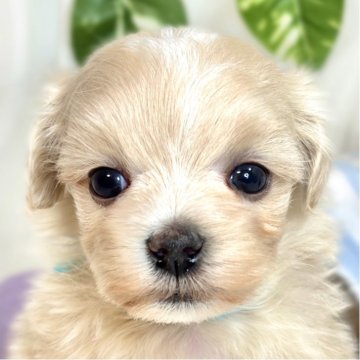 マルプー(マルチーズ×トイプードル)【滋賀県・女の子・2025年9月18日・クリーム&ホワイト】の写真「おもちゃ大好き活発なマルプーちゃん🐶🌻」