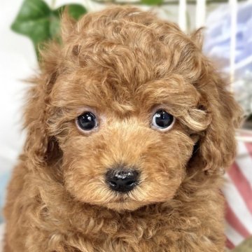 トイプードル(トイ)【滋賀県・男の子・2025年2月10日・レッドフォーン】の写真「とっても甘えん坊な男の子🐶」