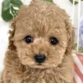 トイプードル(トイ)【滋賀県・男の子・2025年3月3日・レッドフォーン】の写真1