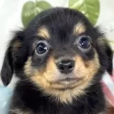 チワックス(チワワ×ダックスフンド)【滋賀県・男の子・2025年10月23日・ブラック&タン】の写真1