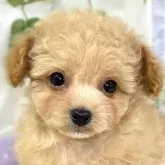 チワプー(チワワ×トイプードル)【滋賀県・男の子・2025年9月27日・アプリコット】の写真1