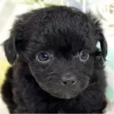 チワプー(トイプードル×チワワ)【滋賀県・男の子・2025年9月28日・ブラック】の写真1