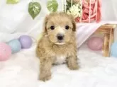 マルプー(マルチーズ×トイプードル)【滋賀県・女の子・2025年10月3日・アプリコット&ホワイト】の写真2