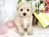 マルプー(マルチーズ×トイプードル)【滋賀県・女の子・2025年5月26日・クリーム&ホワイト】の写真2