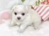チワマル(チワワ×マルチーズ)【滋賀県・女の子・2025年10月9日・クリーム&ホワイト】の写真6