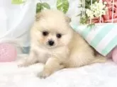 ポメラニアン【滋賀県・女の子・2025年10月17日・クリーム】の写真4