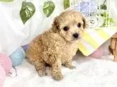 チワプー(チワワ×トイプードル)【滋賀県・男の子・2025年9月27日・アプリコット】の写真7