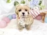 マルプー(ティーカッププードル×マルチーズ)【滋賀県・男の子・2025年9月19日・アプリコット&ホワイト】の写真2