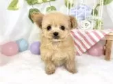チワプー(ティーカッププードル×チワワ)【滋賀県・男の子・2025年10月22日・アプリコット】の写真2