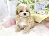 マルプー(ティーカッププードル×マルチーズ)【滋賀県・男の子・2025年9月19日・アプリコット&ホワイト】の写真3