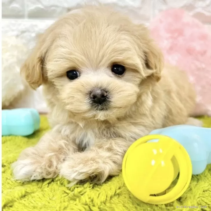 ID：2405-05221の子犬