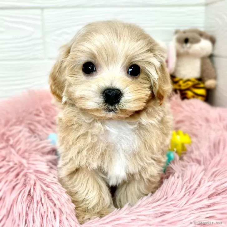 ID:2403-03655の子犬