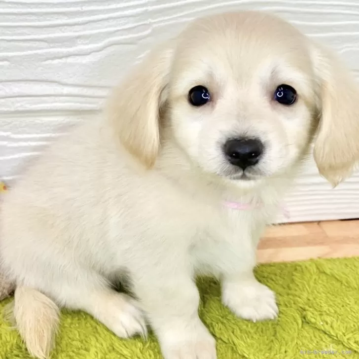 ID：2405-00997の子犬