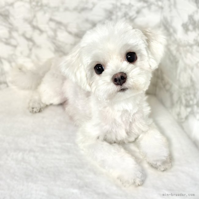 マルチーズ【・女の子・2022年6月29日・ホワイト】