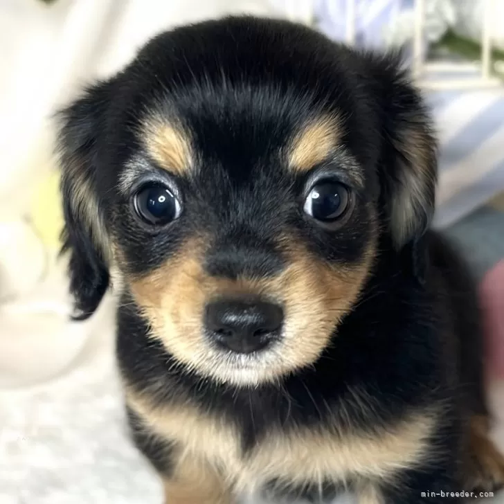 ID：2410-01378の子犬