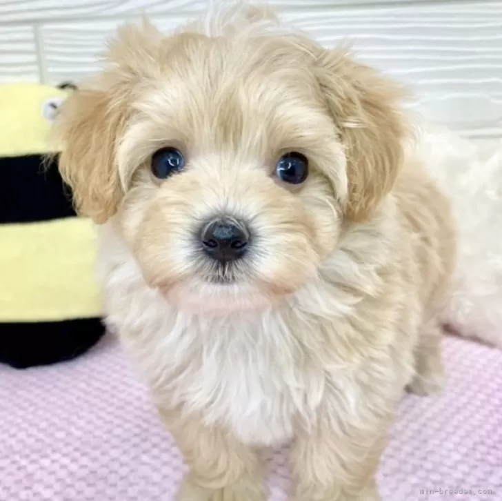 ID：2405-06269の子犬