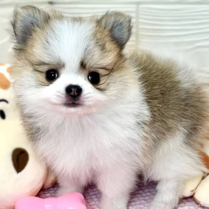 ID：2405-06274の子犬