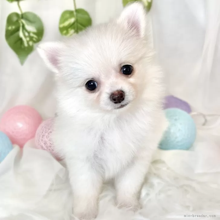 ID：2409-03501の子犬