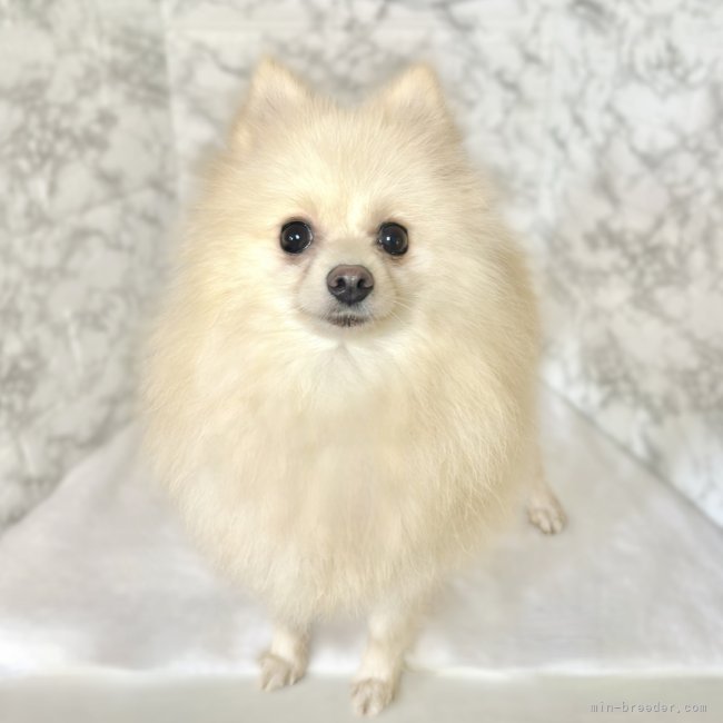 ポメラニアン【・女の子・2021年3月10日・クリーム】
