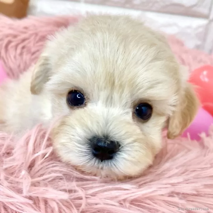 ID:2403-01243の子犬