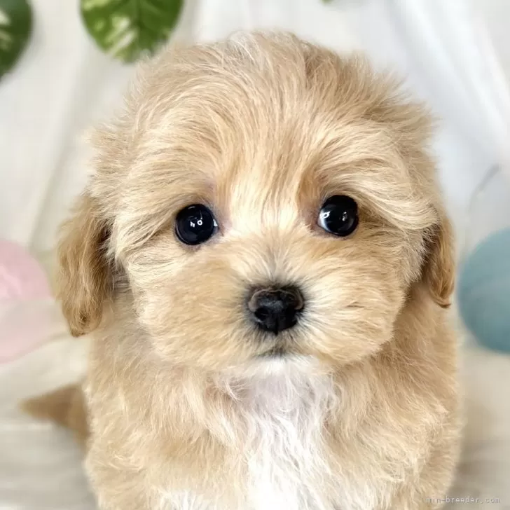 ID：2410-01382の子犬