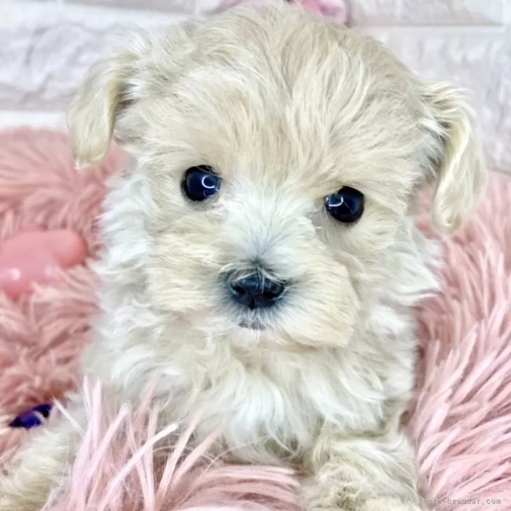ID:2405-01412の子犬