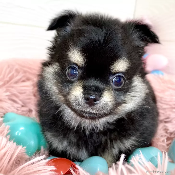 ID:2403-04263の子犬