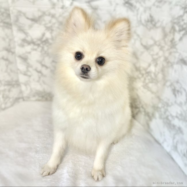 ポメラニアン【・女の子・2021年9月28日・クリーム】