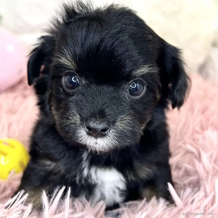 ID:2404-00109の子犬