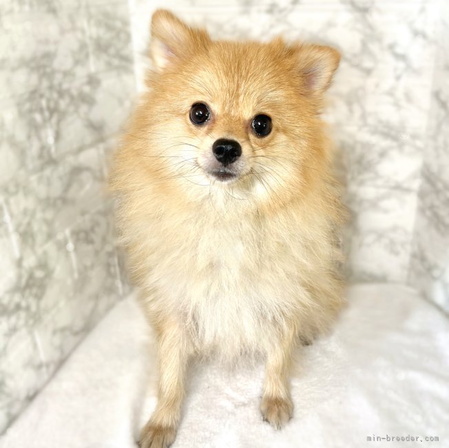 ポメラニアン【・女の子・2022年5月29日・オレンジ】