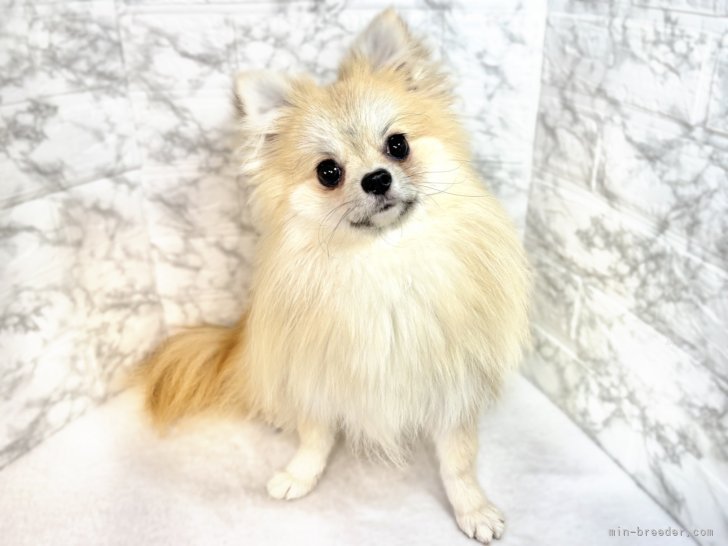 ポメラニアン【・女の子・2024年4月29日・オレンジ】