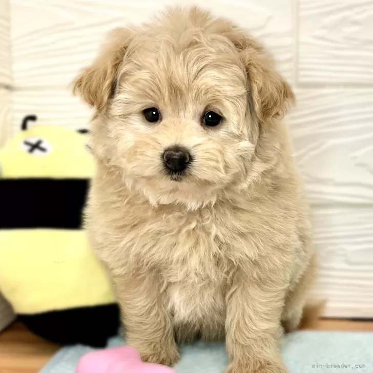 ID:2403-05415の子犬