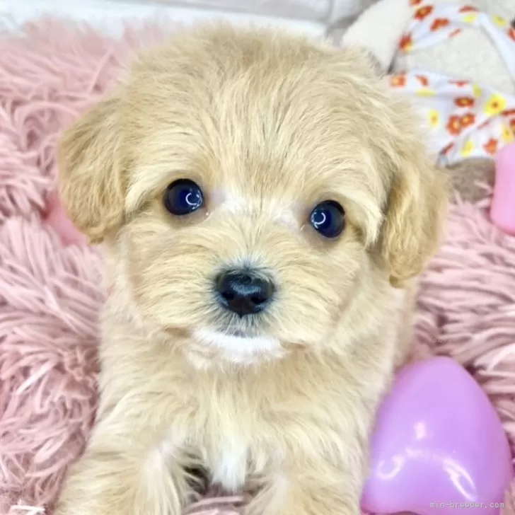 ID:2405-02303の子犬