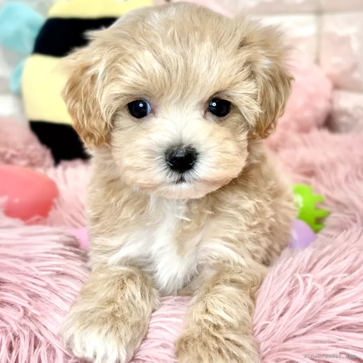 ID:2405-03838の子犬