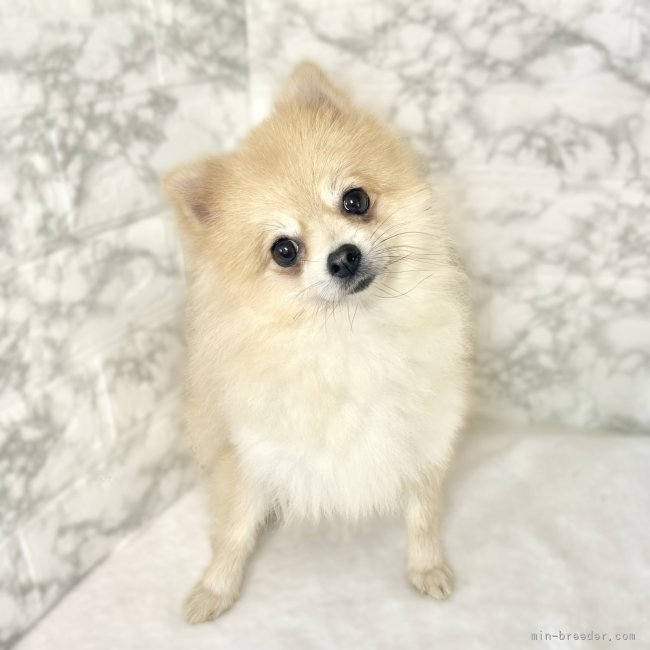 ポメラニアン【・女の子・2022年7月17日・ウルフセーブル】