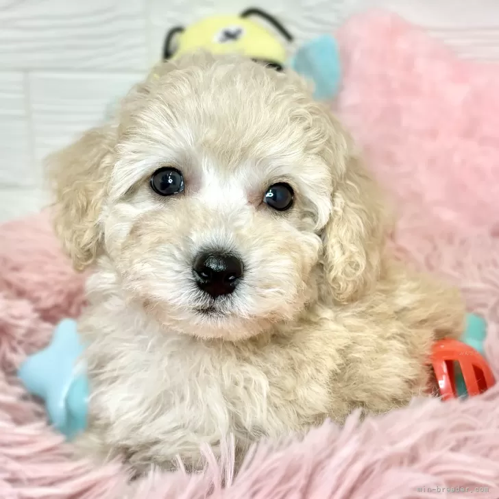 ID：2403-02183の子犬