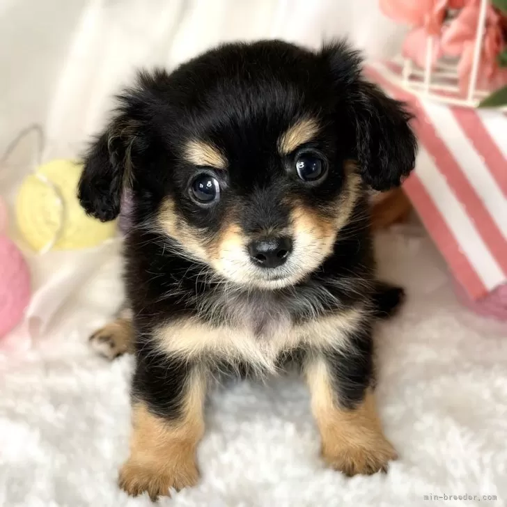 ID：2408-04970の子犬