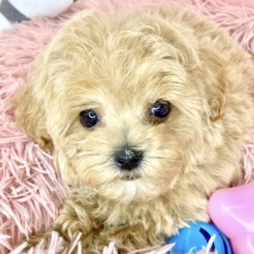 マルプー(トイプードル×マルチーズ)【滋賀県・女の子・2024年3月14日・アプリコット】の写真「元気いっぱいおてんば娘👧🌻✨」