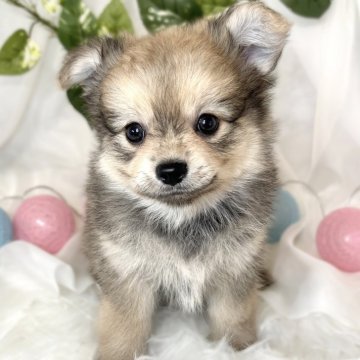 ポメチワ(ポメラニアン×チワワ)【滋賀県・男の子・2024年8月10日・フォーン】の写真「ちょっぴり控えめな優しい男の子🐣🌱」
