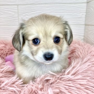 チワックス(チワワ×ダックスフンド)【滋賀県・女の子・2024年4月4日・シェーデッドクリーム】の写真「クリクリおめめの可愛い女の子👧🎵✨」