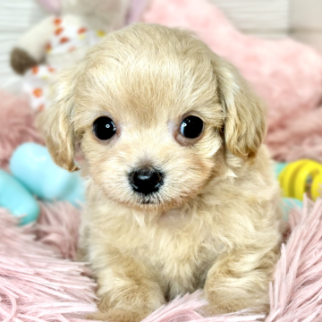 チワプー(チワワ×トイプードル)【滋賀県・男の子・2024年3月31日・アプリコット】の写真「恥ずかしがり屋な男の子🐶🍀」