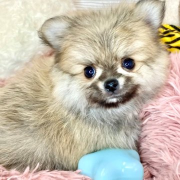 ポメチワ(チワワ×ポメラニアン)【滋賀県・男の子・2024年3月11日・オレンジ】の写真「元気いっぱいな男の子👦🚗」