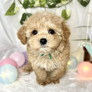 マルプー(トイプードル×マルチーズ)【滋賀県・男の子・2024年4月30日・アプリコット&ホワイト】の写真「好奇心旺盛な男の子🐶🚗✨」